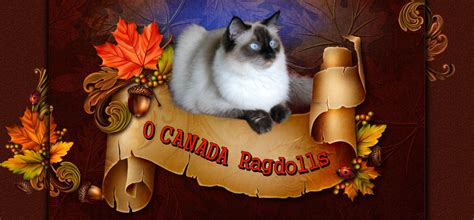 Ragdoll Cat Queens Toronto Ontario O Canada Ragdolls