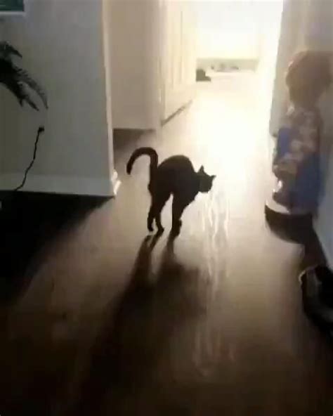 Handstand Video In 2020 Cats Crazy Cats Cat Today