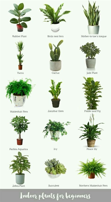 Incredible Different Types Of Garden Plants With Pictures And Names Ideas