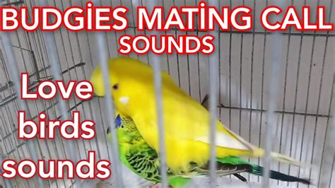Budgies Sounds Love Birds Sounds Budgies Singing Parakeets Sounds