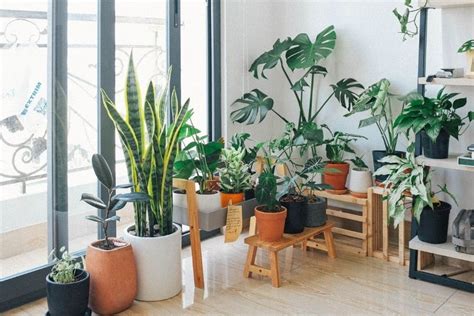 12 Easy Care Indoor Plants No Fuss Greenery For Busy People Jay