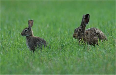 Hase Und Kaninchen Foto And Bild Tiere Wildlife Säugetiere Bilder