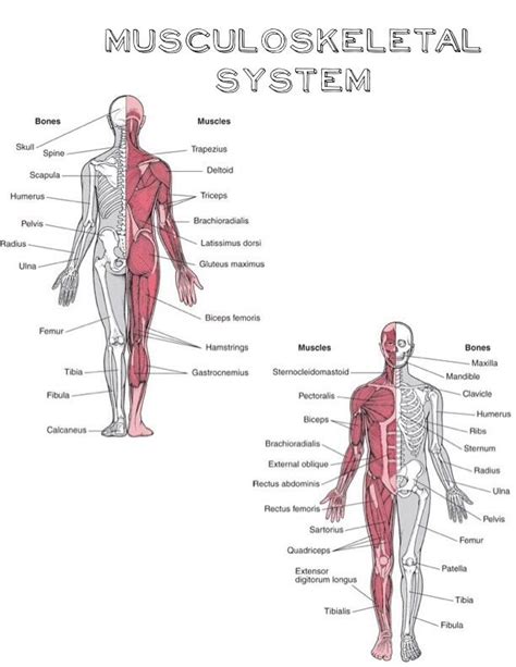 Musculoskeletal System Nursing Pinterest