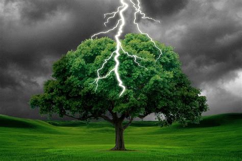 What Happens When A Tree Is Struck By Lightning Science Abc