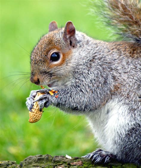 Squirrel | Free Stock Photo | An eastern gray squirrel eating a peanut ...