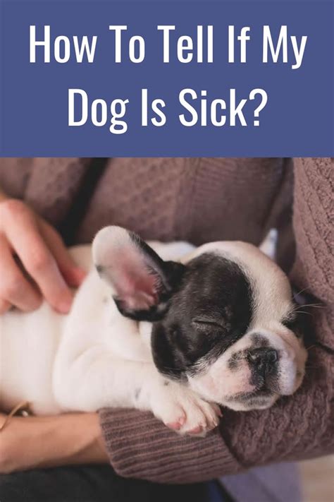 How To Tell If My Dog Is Sick In 2021 Sick Pets Dogs Dog Care
