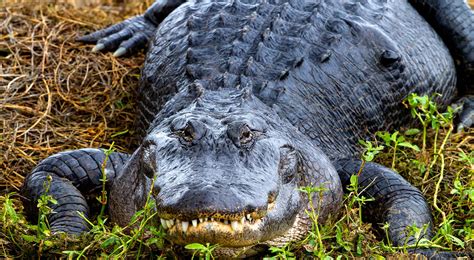 Animals We Protect: American Alligator | The Nature Conservancy