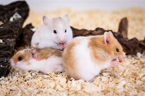 5 Popular Hamster Breeds Hamsterfriend