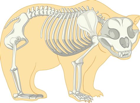 Bear Skeletal Anatomy