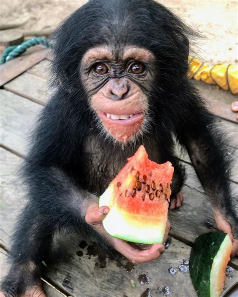 Pin By Branimir Sokačić On Mali Majmun Beba In 2020 Baby Chimpanzee