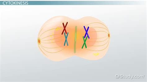 Cell Plate Definition And Formation Video And Lesson Transcript