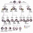 The Complete British Royal Family Tree and Succession Line | Royal ...