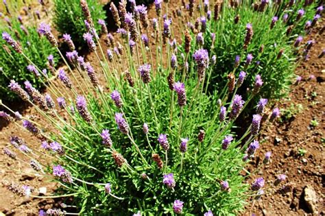 27 Lavender Varieties For Growing In Pots And Outdoor Hort Zone