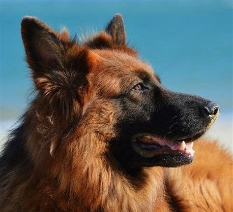 15 German Dog Breeds Think Outside The Tank