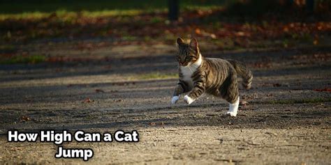 How High Can A Kitten Jump 2024 Petsical