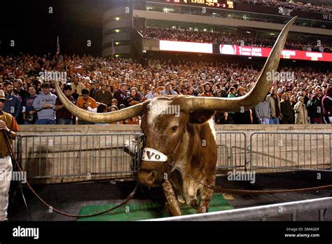 University Of Texas Longhorn Mascot Bevo Makes An Appearance At Kyle