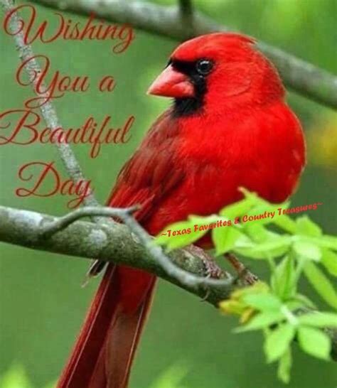 Good Morning Cardinal Birds Beautiful Birds Pet Birds