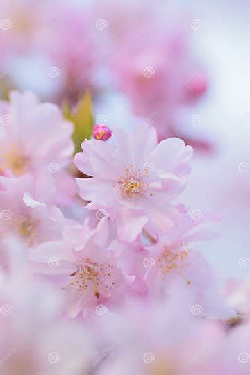 Macro Texture Of Japanese Pink Weeping Cherry Blossoms Stock Photo