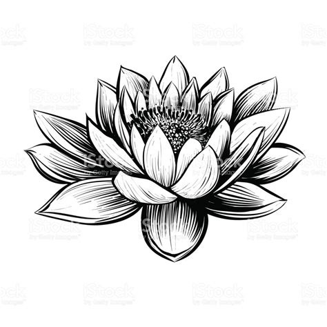 Water Lily Line Drawing Free Download On Clipartmag