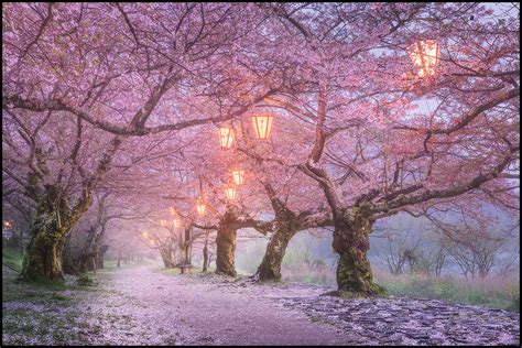 Nevertheless, kyoto remains the best place to visit in japan for cultural insight. Découvrez le Japon au travers ces fabuleux clichés | fénoweb