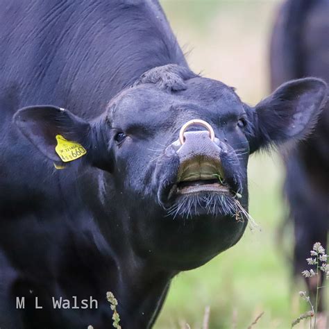 You Ugly Cow Lol Michael Walsh Photography Facebook