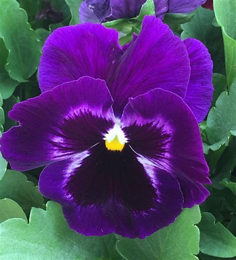 Just Picked Up Some Winter Pansies From The Local Garden Centre This