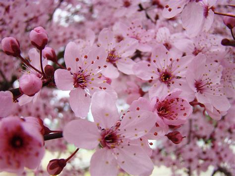 Profuse white to dark pink blossoms; Fine Art Prints Spring Pink Blossoms Trees Canvas Baslee ...