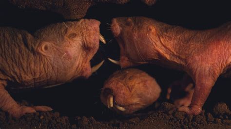 Naked Mole Rats Dont Show Signs Of Old Age But Their Dna Says
