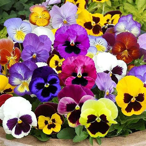 Pansy Seeds Mix Flower Seeds In Packets And Bulk Eden Brothers