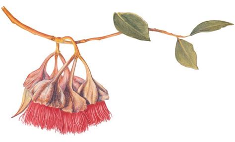 An Illustrated Guide To Australias Gum Blossoms Australian Native