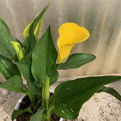 Plantas De Cala Lirio De Colores Zantedeschia Sp Tog