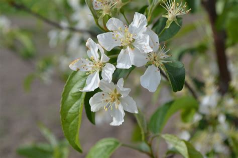 Crabapple trees produce small fruits called crabapples that generally have a tart taste. Donald Wyman Crabapple trees have bright white flowers.