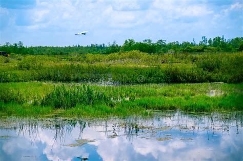 White Bird Flying In Swamp Stock Image Image Of Reflection 107647761