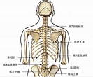 脊柱棘突的定位方法