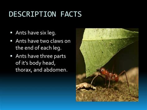Ppt All About Ants Powerpoint Presentation Free Download Id2863902