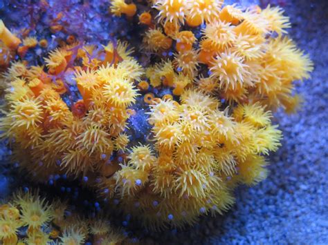 Free Images Flower Underwater Fauna Coral Reef Invertebrate