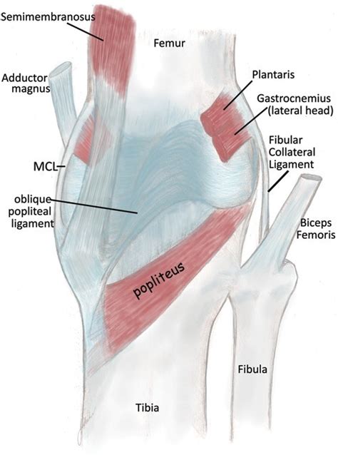 Posterior View Of A Right Knee Emphasizing The Direct Open I