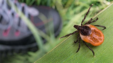 Get Rid Of Ticks In The Yard Easy Steps To A Tick Free Garden