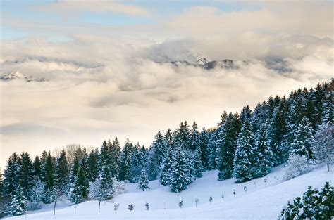 Free Images Tree Nature Forest Wilderness Snow Winter Cloud