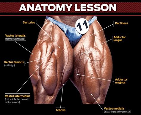 Quad Muscles Anatomia Y Fisiologia Humana Cuerpo Humano Anatomia Porn