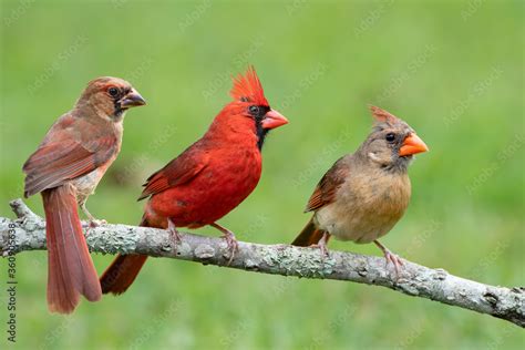 Northern Cardinal Pair Perched On A Branch With A Juvenile Stock Photo