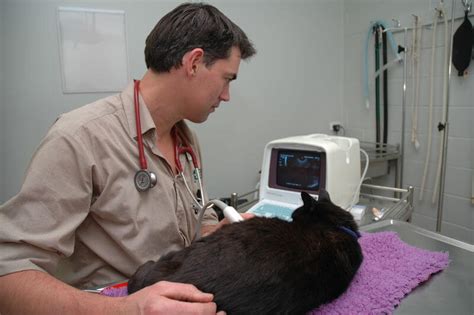 X Ray And Ultrasound Eureka Veterinary Hospital Mt Clear Vet Clinic