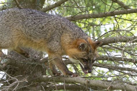 Adult Gray Fox In A Tree Stock Photo Image Of Vixen 108605656
