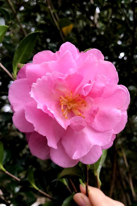 Buy Our Linda Camellia Sasanqua Free Shipping 3 Gallon Size Plants