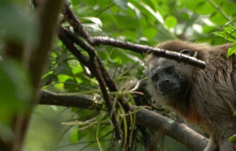 Disturbios En La U De A Causan Estrés En Monos Tití