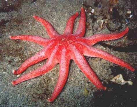 Starfish Starfish Facts Sunstar 10 Interesting Starfish