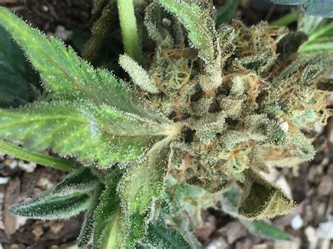 Gray mold, also known as botrytis fruit rot or botrytis flower rot, is one of the most difficult strawberry pathogens to control if the environmental conditions are right for infection. Gray Mold — Cannabis Horticultural Association