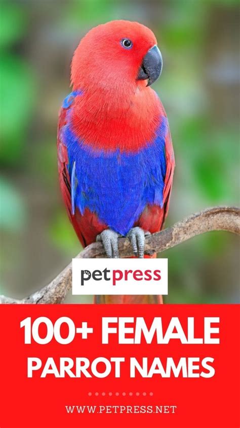 100 Female Parrot Names The Best Names For Your Girl Bird