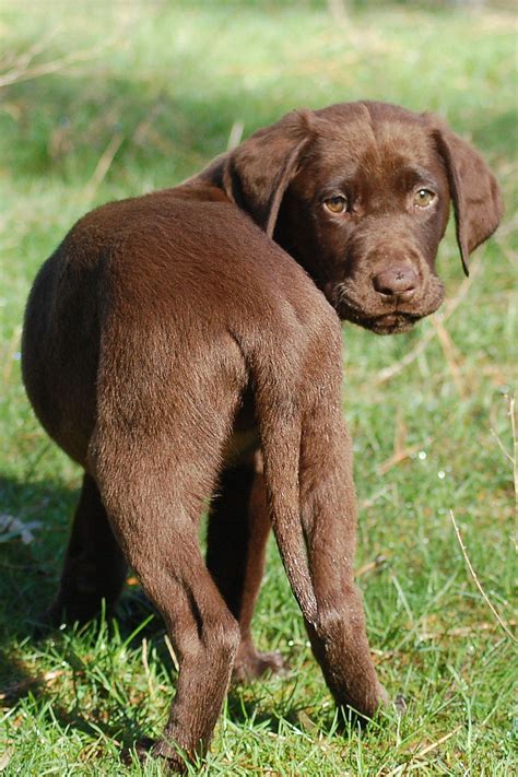 Chocolate Lab Puppy One Of Gracies Pups Labrador