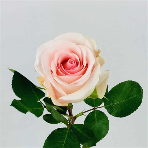 NOVIA ROSE 50CM Wholesale Bulk Flowers Cascade Floral